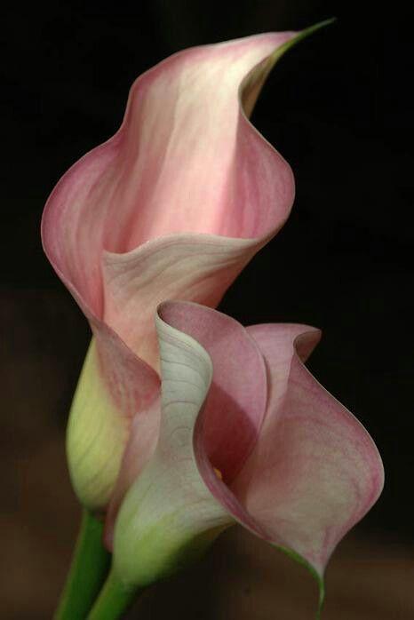 Corporate floral consultation example